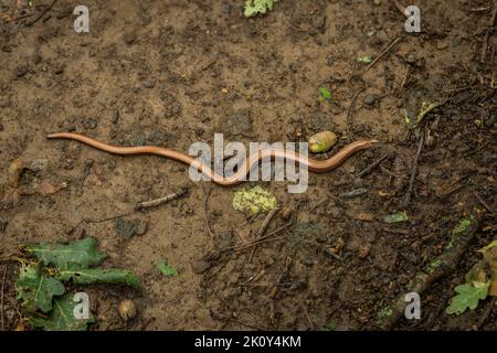 Draufsicht auf einen dünnen braunen Schneckenwurm, der auf dem nassen Boden mit grünen Blättern kriecht. Stockfoto