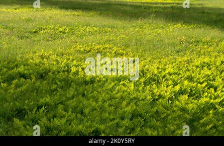 Rasen mit Farnen, die im frühen Frühling durchwachsen. Stockfoto