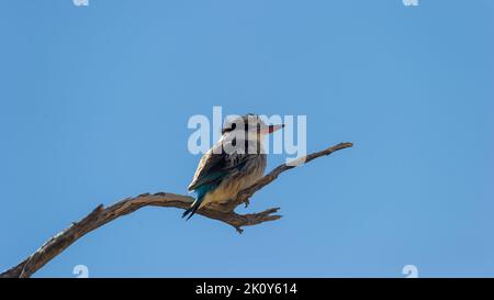 - Gestreifter Eisvögel ( Halcyon chelicuti ) Kgalagadi Transfrontier Park, Südafrika Stockfoto