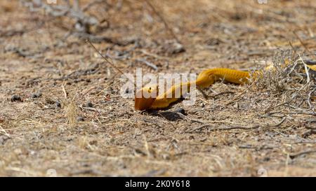 Cape Cobra (Naja nivea) Kgalagadi Transfrontier Park, Südafrika Stockfoto