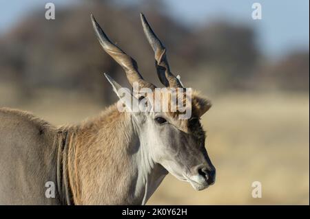 Eland ( Tragelaphus oryx) Kgalagadi Transfrontier Park, Südafrika Stockfoto