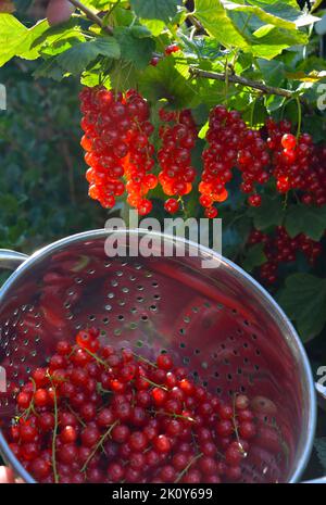 Pflücken saftiger reifer roter Johannisbeeren, auch als Ribes rubrum bekannt Stockfoto