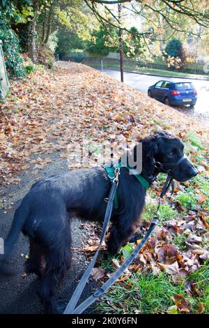 Cocker Spaniel beobachtet auf seinem Spaziergang Hook Norton Oxfordshire England Stockfoto