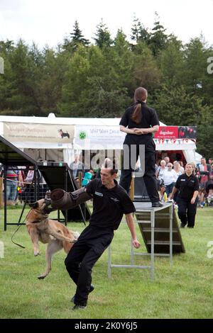 Essex Hundeausstellung Team Cirencester Show Gloucestershire England 2016 Stockfoto