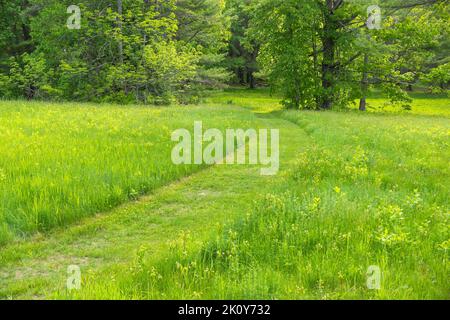 Ordentlich gemäht Weg durch eine überwuchert Rasen in Wald späten Frühling in Maine. Stockfoto