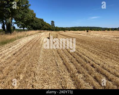 Landwirtschaftliche Landschaft mit traditionellen Heuballen im Weizenfeld nach der Ernte im Spätsommer, Somerset, England Stockfoto