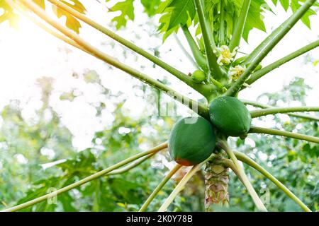 Nahaufnahme von Fruchtpapayas auf dem Papaya-Baum auf verschwommenem grünem Hintergrund. Stockfoto