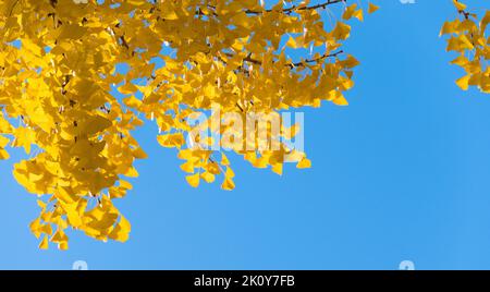 Gelber Ginkgo-Baum auf blauem Himmel im Herbst mit Kopierraum-Hintergrund. Stockfoto