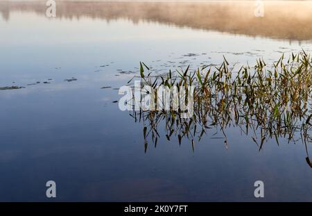 Nahansicht des Sanborn Pond in Maine mit Nebel über dem Schilf und der Spiegelung des Himmels am frühen Morgen im Herbst. Stockfoto