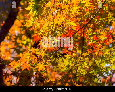 Bunte Ahornblätter mit Sonnenlicht im Herbst. Stockfoto