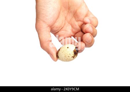 Der Mann hält ein kleines Wachtelei in der Hand. Stockfoto