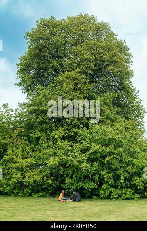 Ein Schuss eines gigantischem Kastanienbaums voller grüner Blätter mit einem Paar davor an einem sonnigen Frühlingstag in Cambridge, England, Großbritannien Stockfoto