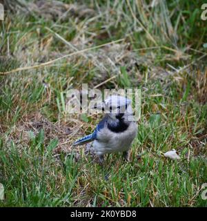 Das hochwinkelige Makro eines blauen jays, der auf dem Gras steht Stockfoto