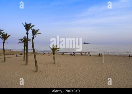 Benidorm, Alicante, Spanien - 11. September 2022: Poniente Strand mit seinen wunderschönen kalifornischen Palmen. L'illa Insel im Hintergrund Stockfoto