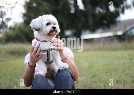 Ein weißer Havanesischer Bichon-Hund mit einer Leine, die von seinem Besitzer gehalten wird Stockfoto