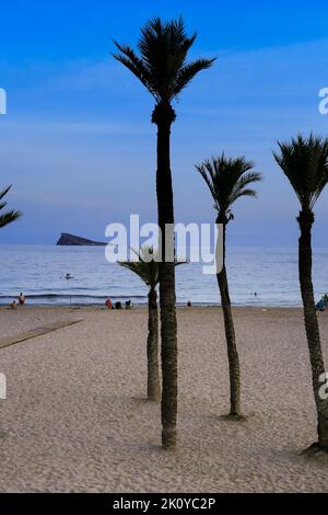 Benidorm, Alicante, Spanien - 11. September 2022: Poniente Strand mit seinen wunderschönen kalifornischen Palmen. L'illa Insel im Hintergrund Stockfoto