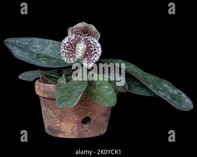 Schöne Dame Slipper Orchideenart paphiopedilum bellatulum blüht mit lila und weißen Blume in Tontopf isoliert auf schwarzem Hintergrund Stockfoto