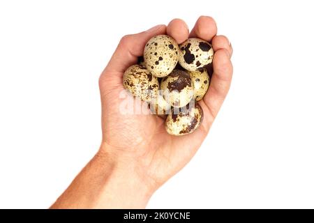 Der Mann hält kleine Wachteleier. Stockfoto