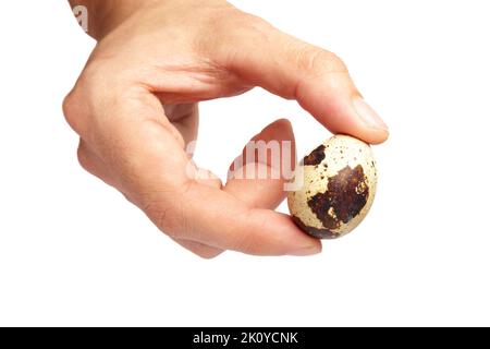 Der Mann hält ein kleines Wachtelei in der Hand. Stockfoto