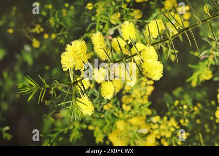 Stacheliger Moses (Acacia pulchella) in Blüte. Einheimische australische Pflanze. Stockfoto