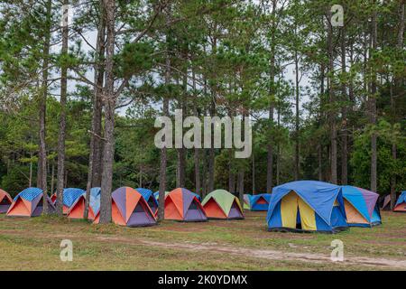 Zelte Campingplatz im Kiefernpark. Landschaft Naturgebiet mit Kiefer und grünem Gras. Stockfoto