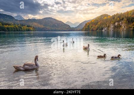 Wilder Schwan im Alpsee bei Neuschwanstein im Herbst, Bayerische Alpen, Deutschland Stockfoto