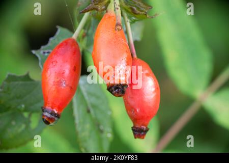 Im Spätsommer drei rote, taufige Hagebutten entlang eines Wanderweges im Spätsommer. Stockfoto