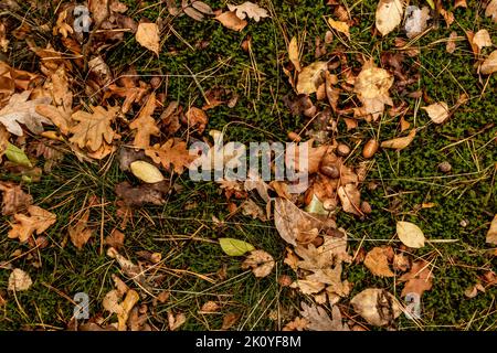 Im Herbst fallen Eichenblätter und Eicheln auf den Boden Stockfoto