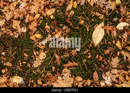 Im Herbst fallen Eichenblätter und Eicheln auf den Boden Stockfoto