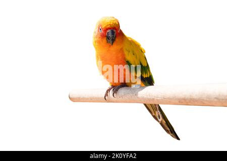 Bunte Ara Papagei auf Holzbarsch isoliert auf weißem Hintergrund enthalten Clipping Pfad. Stockfoto