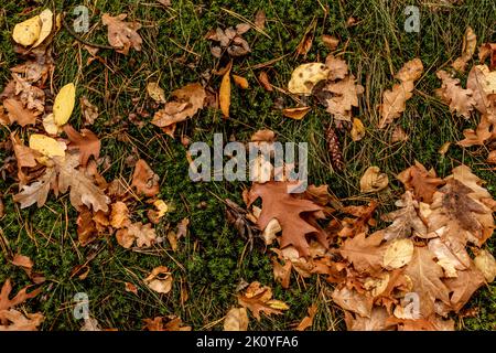 Im Herbst fallen Eichenblätter und Eicheln auf den Boden Stockfoto