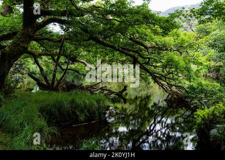 Treffen der Gewässer, Killarney.. Hier verschmelzen alle drei herrlichen Seen von Killarney mit der alten Weir Bridge. Stockfoto