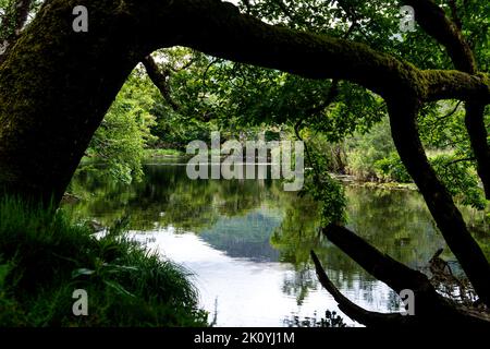 Treffen der Gewässer, Killarney.. Hier verschmelzen alle drei herrlichen Seen von Killarney mit der alten Weir Bridge. Stockfoto