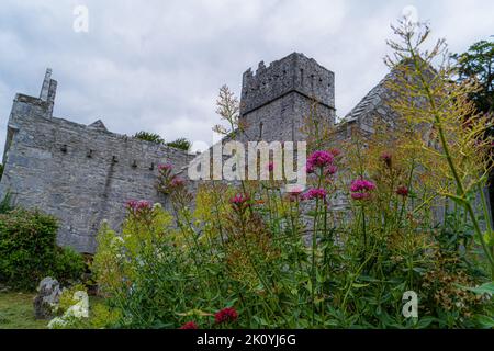 Killarney Muckross Abbey. Gegründet für die Observatine Franciscans um 1448. Eine der wichtigsten kirchlichen Stätten, in Killarney gefunden. Stockfoto