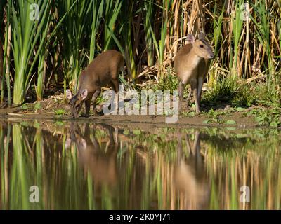 Muntjac, Muntiacus reevesi, zwei Weibchen auf dem Wasser, Warwickshire, August 2022 Stockfoto