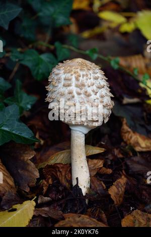 Junge Sonnenschirm Pilzzucht in blattsänfte Stockfoto