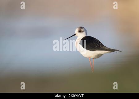 Farbenfroher Vogel, Schwarzflügelstelze (Himantopus himantopus). Stockfoto