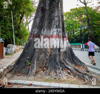 April 13. 2022, Dehradun City Uttarakhand Indien. Ein großer Baumstamm und Wurzeln eines Baumes in der Mitte einer Straße in Rajpur Bereich in der Stadt dehradun Stockfoto