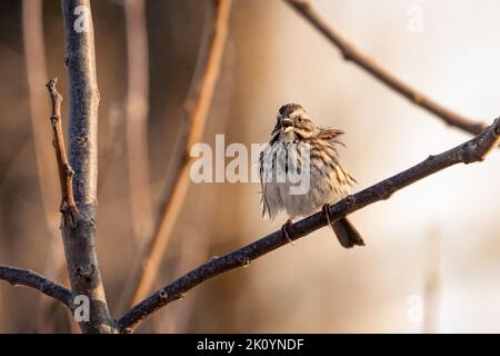 Kleiner Singsperling, der auf einem Ast thront und singt Stockfoto