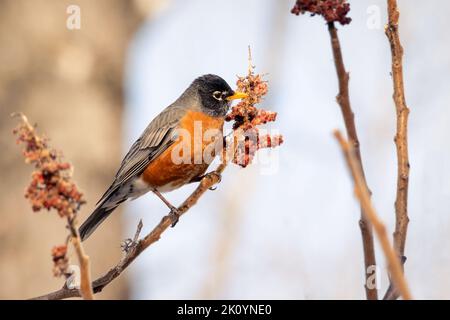 Amerikanischer Rotkehlchen thronte an einem frühen Frühlingsmorgen auf einem Sumac-Zweig Stockfoto