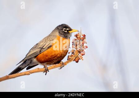 Amerikanischer Rotkehlchen thronte an einem frühen Frühlingsmorgen auf einem Sumac-Zweig Stockfoto