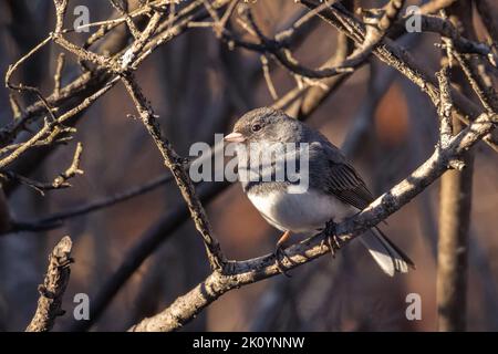 Die kleine Dark-Eyed Junco thront an einem Frühlingsabend auf einem Baum Stockfoto