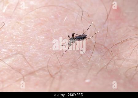 Asiatische Tiger-Moskito saugt Blut auf die menschliche Haut (Albopictus). Schließen Stockfoto