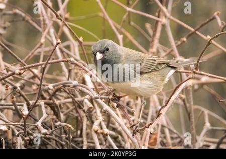 Kleine dunkeläugige Frau junco hat die Weinrebe in meinem Hinterhof gethront Stockfoto