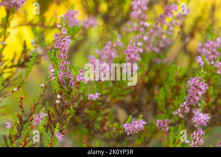 Heather, Calluna vulgaris Pflanzen fotografiert mit geringer Schärfentiefe und einem sonnenbeleuchteten Hintergrund Stockfoto