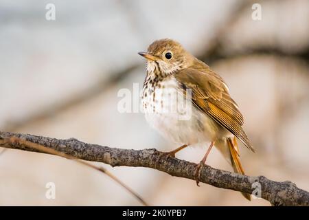 Kleiner Einsiedler-Thrush, der an einem frühen Frühlingsmorgen auf einem Baumzweig im Wald thront Stockfoto