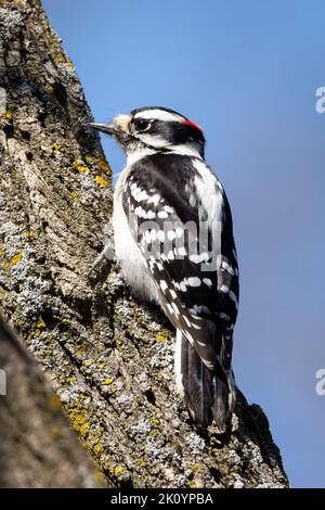 Männlicher Specht auf der Suche nach Nahrung an einem frühen Frühlingsmorgen Stockfoto