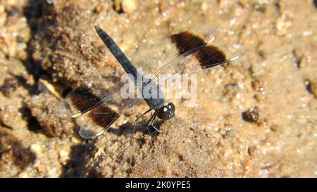 Nahaufnahme einer Libelle, die am Flussufer des Chobe River sitzt Stockfoto