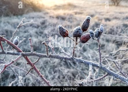 Gefrorene Hagebutten im Winter auf dem Feld. Unscharfer Hintergrund Stockfoto