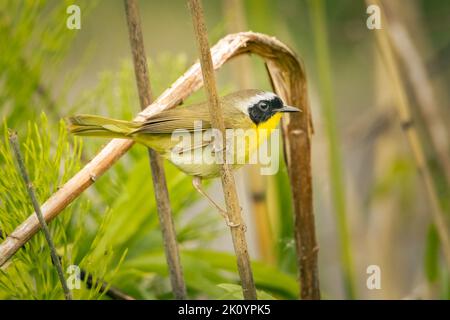 Kleiner gelbkehliger Vogel auf der Suche nach Nahrung an einem ealry Frühlingsmorgen Stockfoto